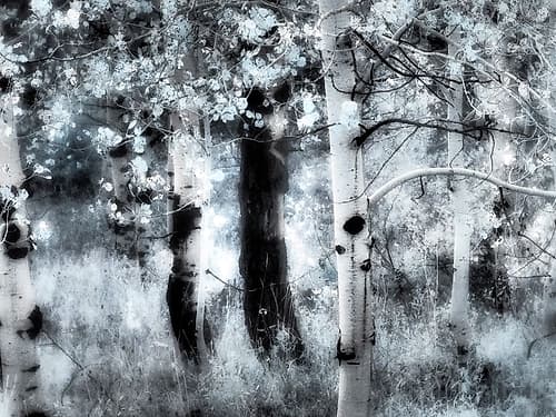 USA-Utah-Aspen Grove in infrared of the Logan Pass area Art Print